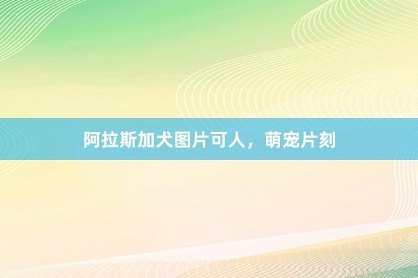 阿拉斯加犬图片可人，萌宠片刻